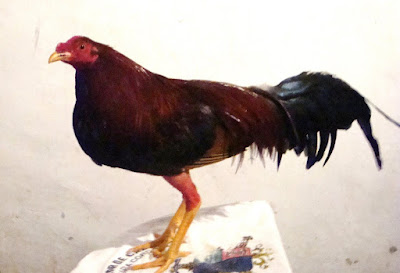 gallo colorado del criadero de los zorro vendido y enviado a la ciudad de medellin colombia