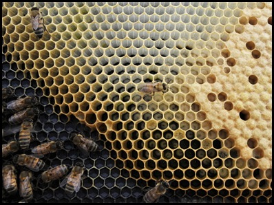 bee6