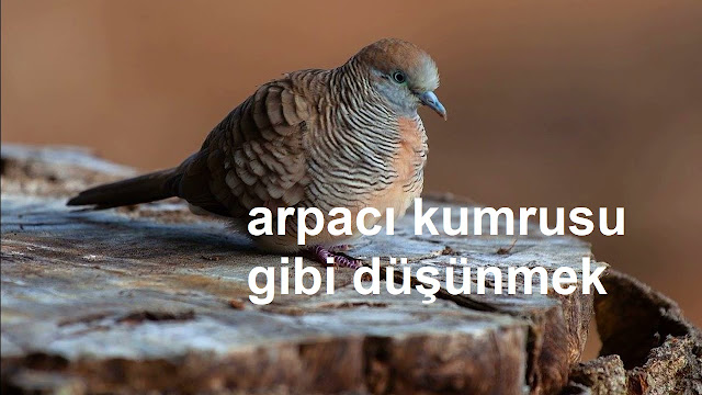 arpacı kumrusu gibi düşünmek