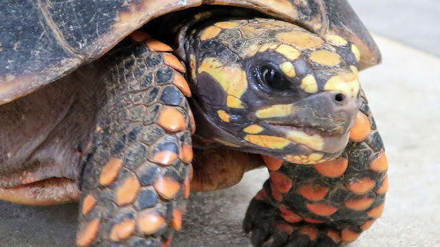 ネオパークオキナワ 沖縄