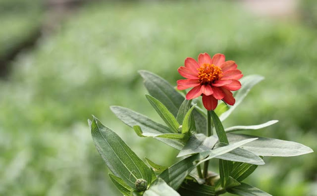 Narrow-Leaf Zinnia Flowers