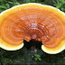 Ganoderma Lucidum "La hierba superior"