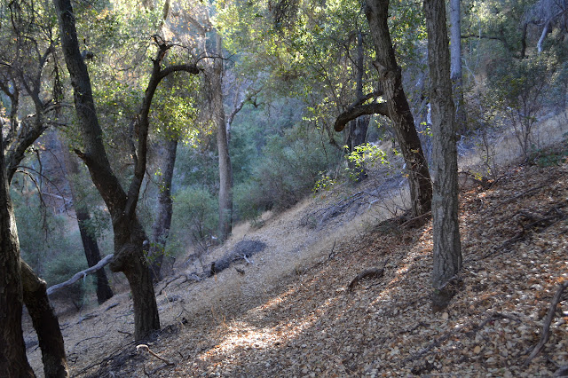 trail under the oaks