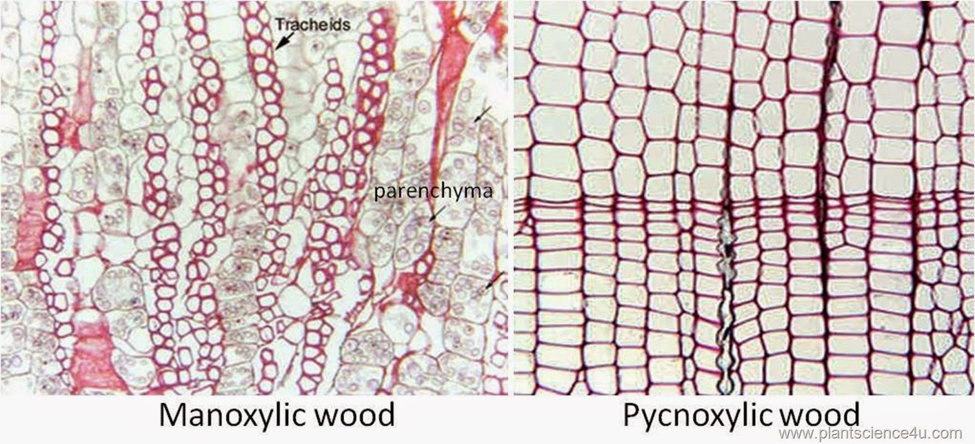 manoxylic and pycnoxylic wood