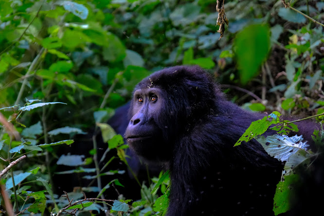 Gorilla social structure and conservation