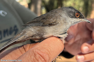 Tallarol capnegre (Curruca melanocephala)