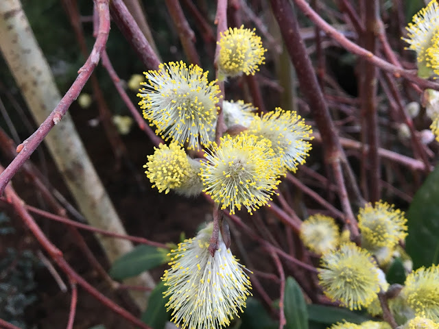 Miniature Weeping Pussy Willow (Salix caprea 'kilmarnock')