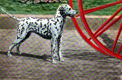 The Dalmatian