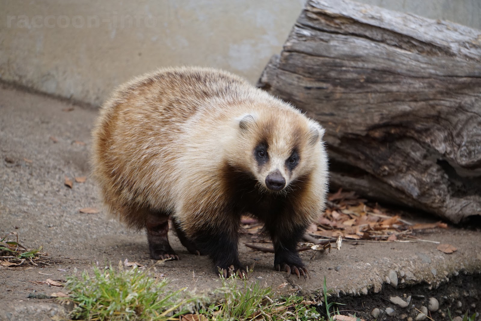 アナグマーアライグマと愉快 な仲間たち編