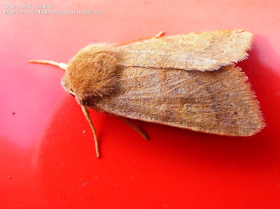 http://www.biodiversidadvirtual.org/insectarium/Agrochola-helvola-img423767.html