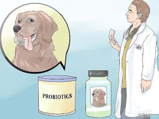 Alérgenos en relación con la colitis en perros se refiere a cualquier tipo de alimento o factor ambiental que les lleva a mostrar síntoma