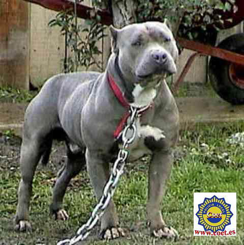  on Irmey Hamidi S Blog  Top Ten  10  Most Dangerous Dog Breeds