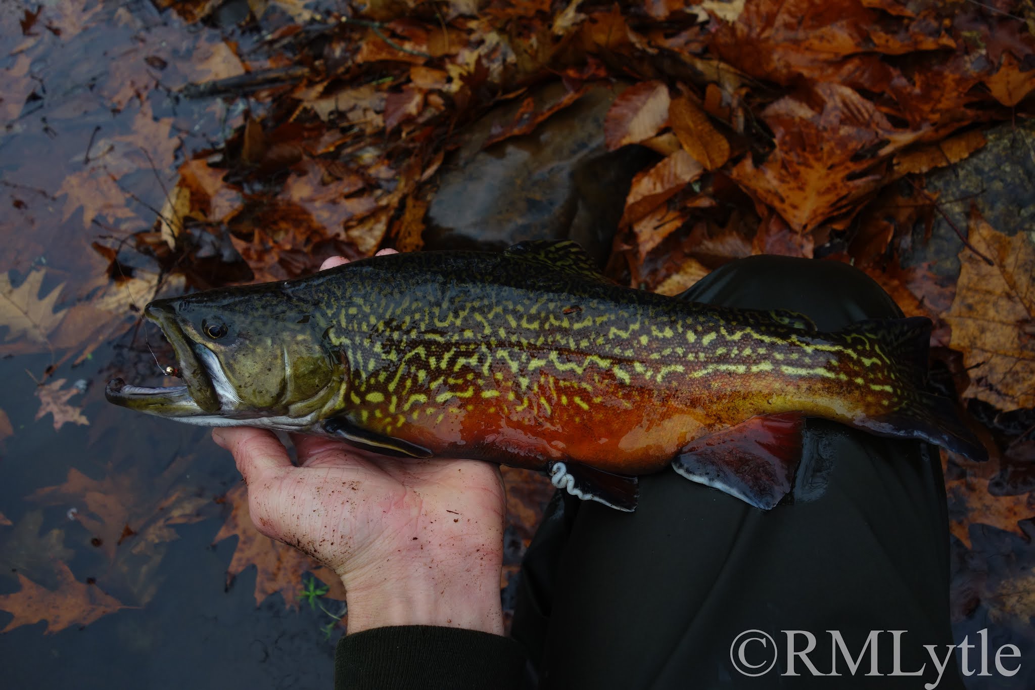 Fishing for Brook Trout (non-native)