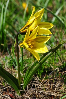 Gambar Tulip heterophylla