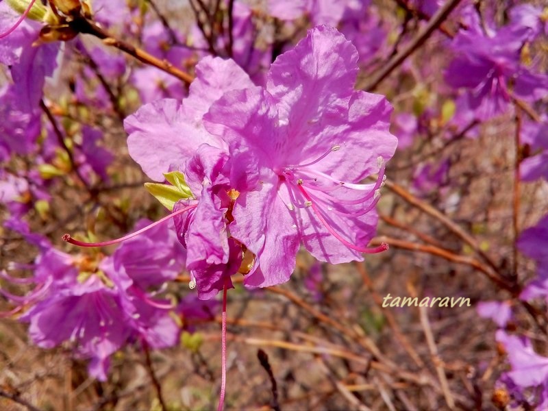 Рододендрон остроконечный (Rhododendron mucronulatum)