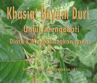 pengobatan herbal alami untuk mengobati wasir dan menghilangkan panas menggunakan bayam duri