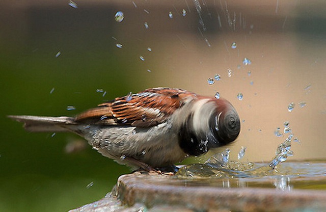 Perfectly timed animal shots