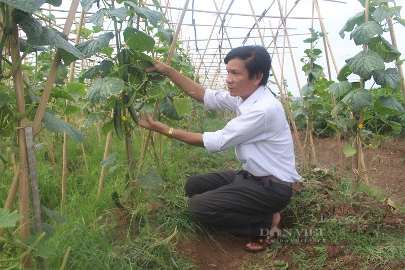 Bắc Ninh: Nuôi cá đặc sản, trồng rau sạch, dịch Covid-19 vẫn có thu nhập “khủng”