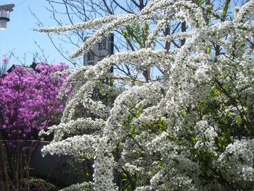 軽井沢　花