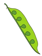 Marginal placentation