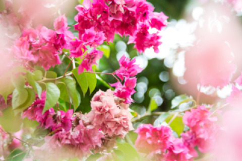 flowers-pink-pink-flowers-floral