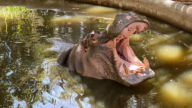 "Eutanasia ética" aplicada a animales es un engaño creado en Colombia