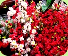 DSC00101