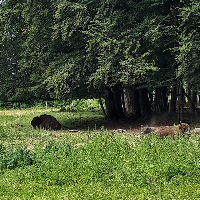 European bison in Rothaarsteig, NRW, Germany