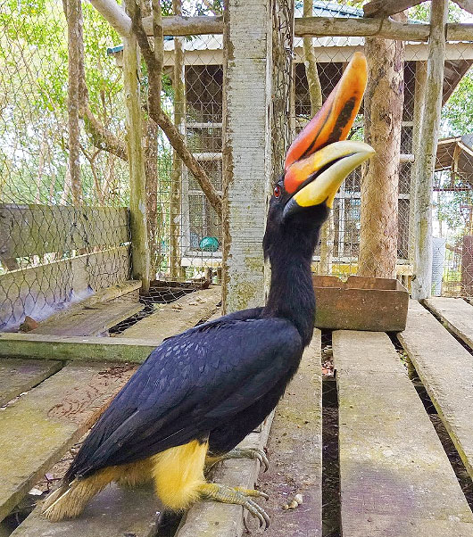 Burung ENggang Asli Kalimantan di Sinka Zoo