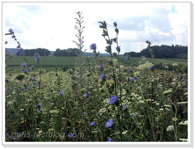 Blumenwiese im August