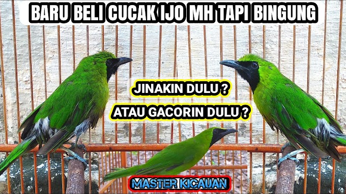 Cara Perawatan Cucak Ijo Bahan Ombyokan Cepet Jinak