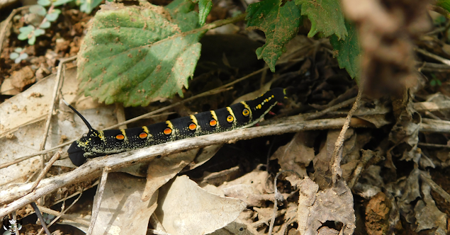 セスジスズメ(背筋雀) Theretra oldenlandiae