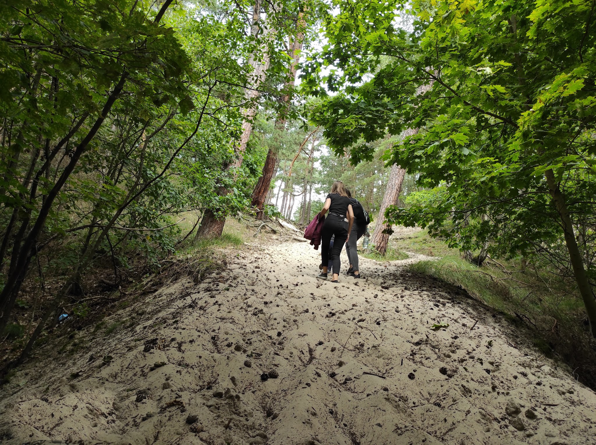 dojście przez las do plaży w Jantarze