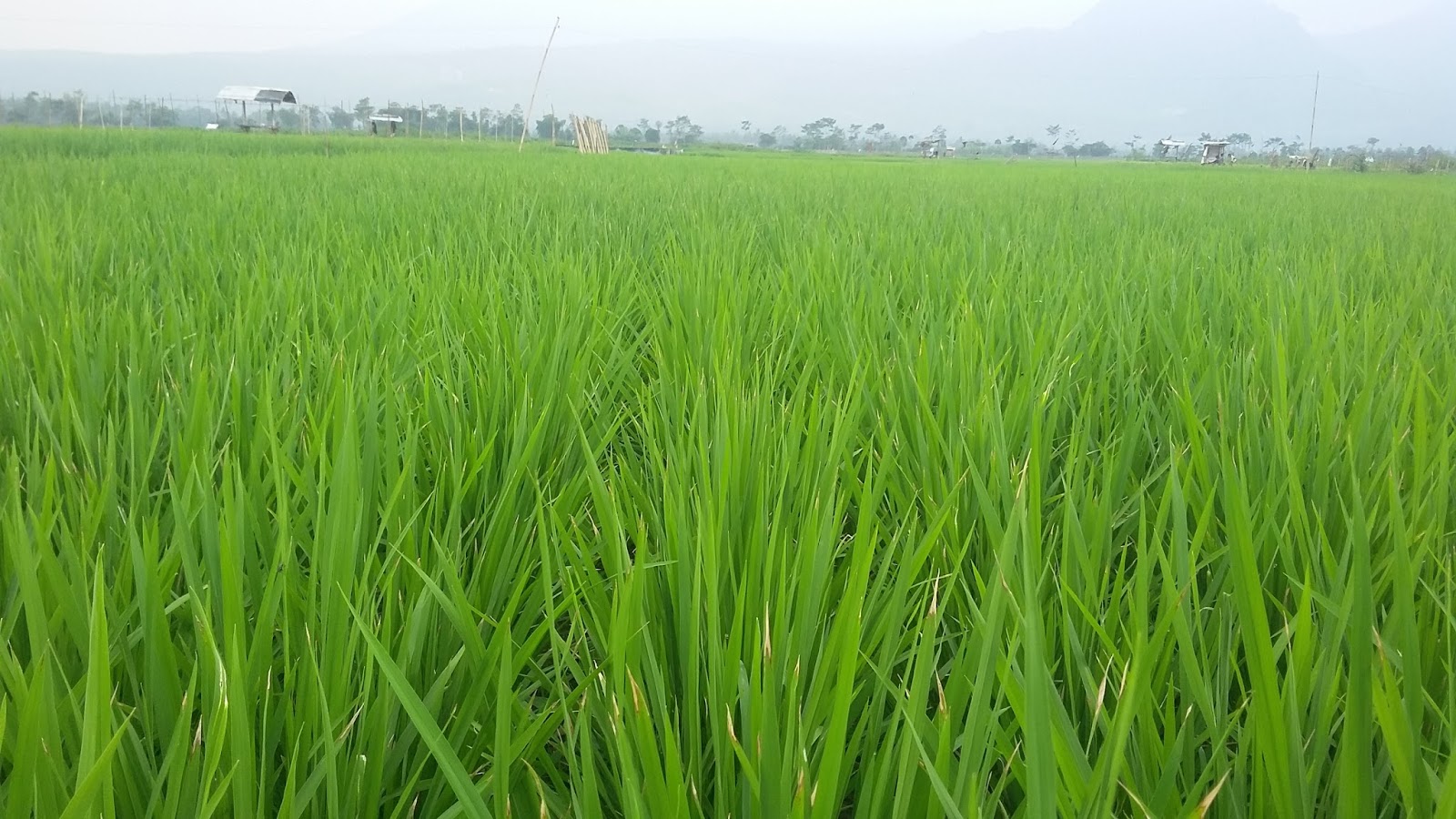 PANDUAN KHUSUS BUDIDAYA PADI SAWAH MENGGUNAKAN PUPUK 