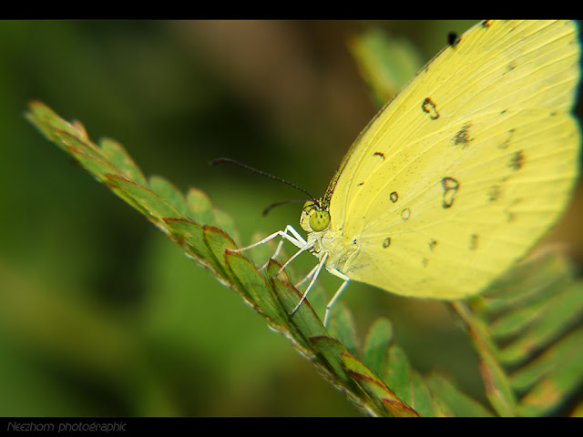 butterfly picture