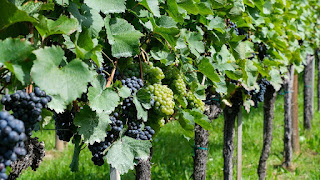 Grapes in a vineyard at a winery
