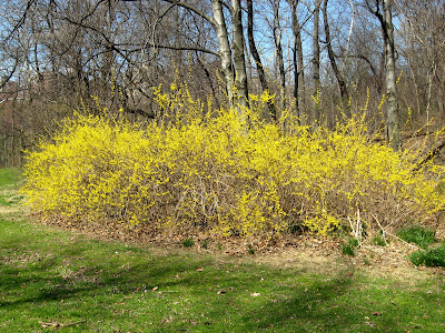 Spring Flowering Shrubs Forsythia