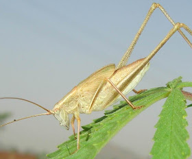 Brown speckled short-winged katydid/bush cricket picture