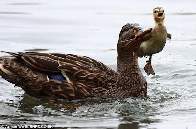 Bossy Duck Gives Duckling a Dunk Seen On  www.coolpicturegallery.us