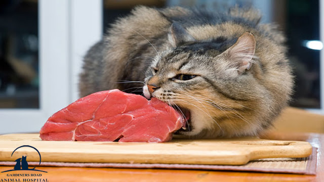 Pet Nutrition Kingston - Is It Okay to Feed Your Cat a Vegetarian Diet?