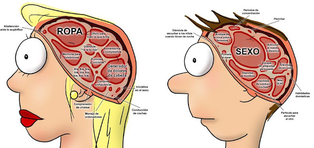 cerebro masculino y femenino