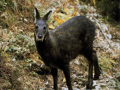 Black musk deer