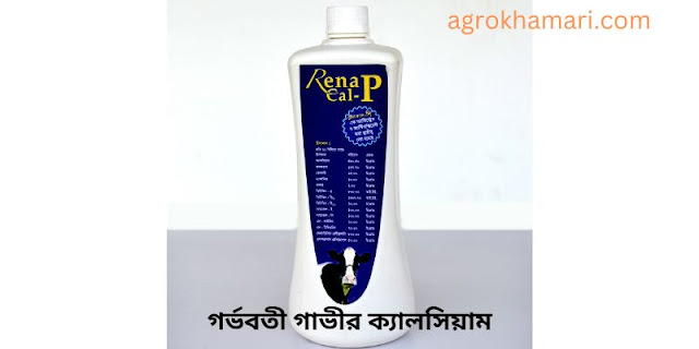 গর্ভবতী গাভীর ক্যালসিয়াম