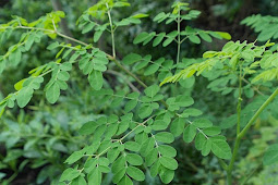 Manfaat Daun Kelor, Kaya Nutrisi untuk Kesehatan Optimal