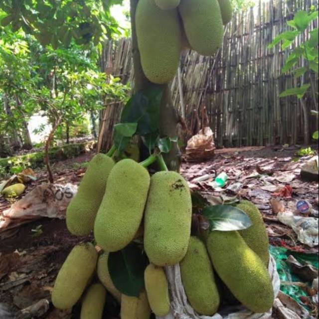 pohon cempedak melayani proyek penghijauan Kalimantan Utara