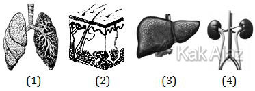 Gambar organ tubuh manusia yang berfungsi dalam sistem peredaran arah manusia, soal no. 15 Biologi UN 2018
