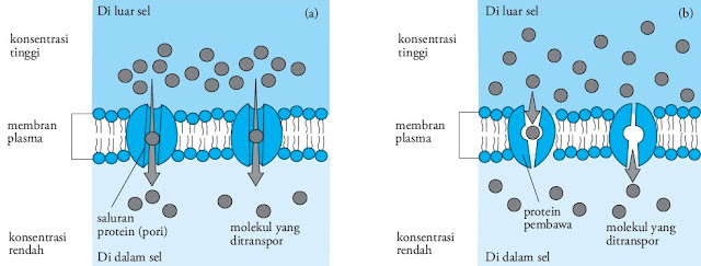  yakni transpor pasif dan transpor aktif Pintar Pelajaran Transpor Zat Pada Membran Sel