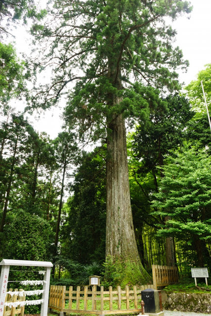 須山浅間神社（静岡県裾野市）のご神木