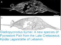 https://sciencythoughts.blogspot.com/2016/07/gladiopycnodus-byrnei-new-species-of.html