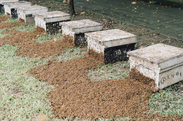 蜂王放回蜂箱，百萬蜜蜂大軍各自班師回巢。